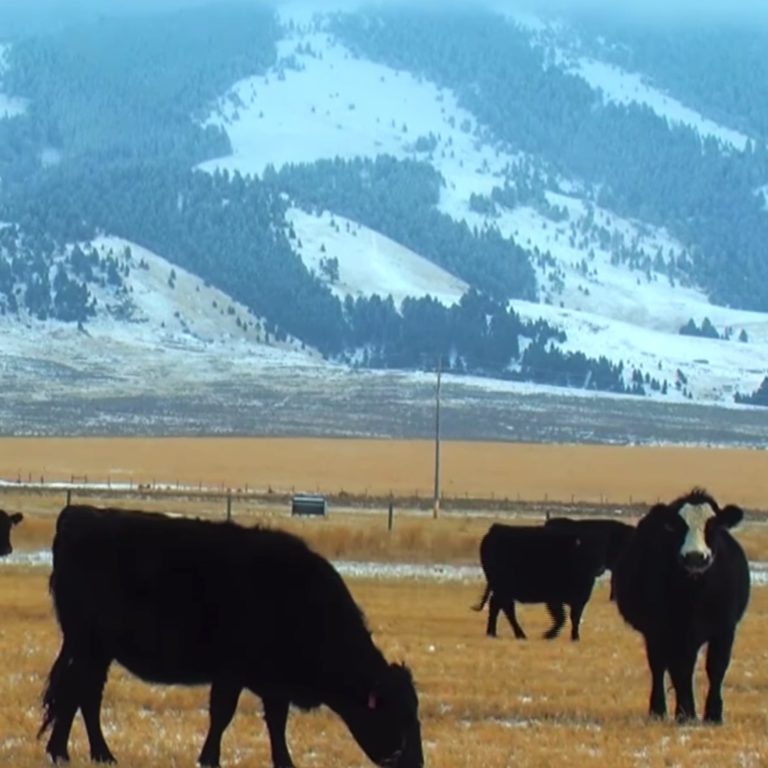 cows in snowy mountains