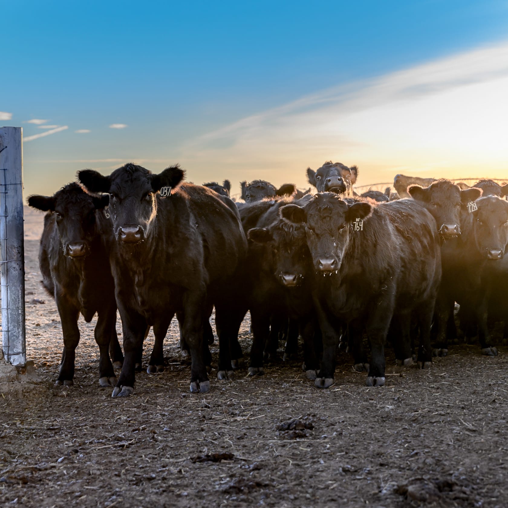 The Antibiotic Resistance Paradox | Beef Checkoff