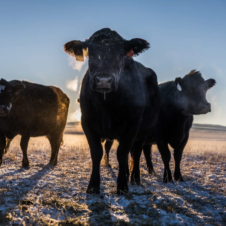 cows in a snowy field