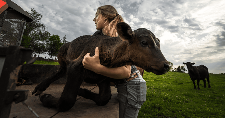 woman picking up calf