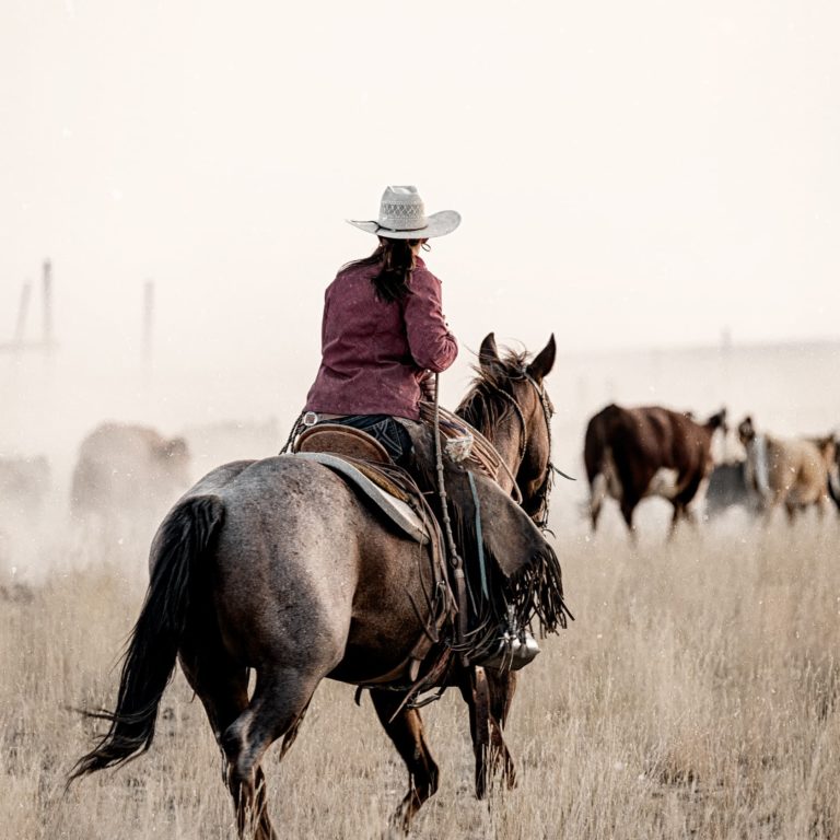 woman on horse herding cows