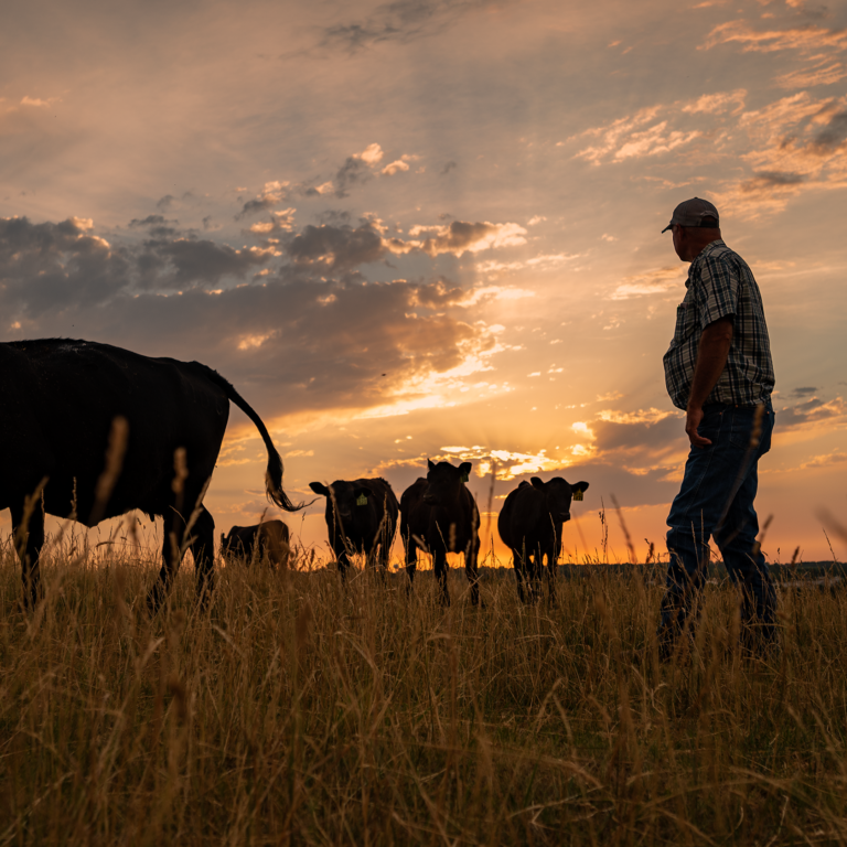 man on a ranch with cows