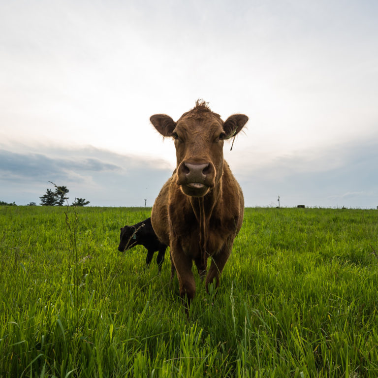 cow standing in grass