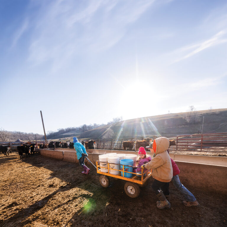 beef checkoff collections article header image