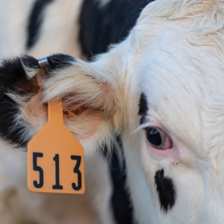 upclose image of dairy cow